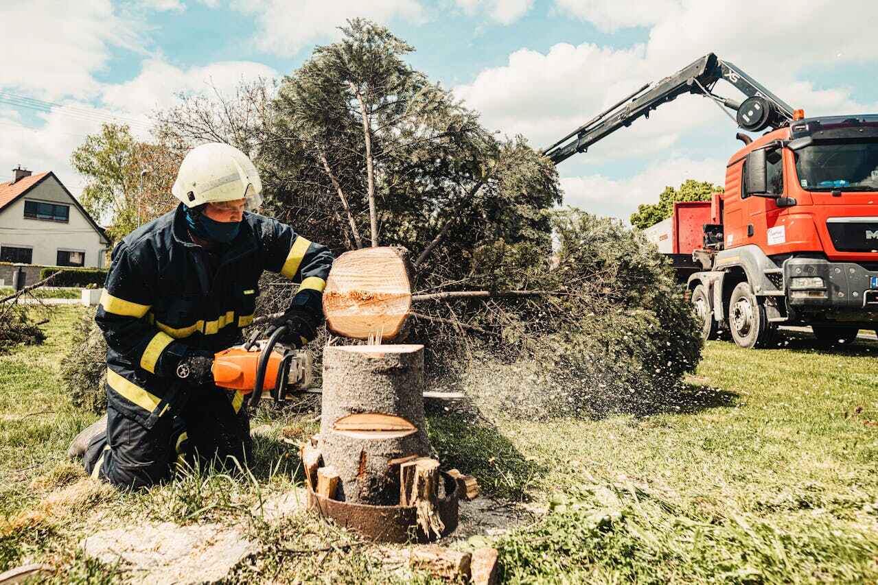 Tree Removal for Businesses in Beaverton, OR